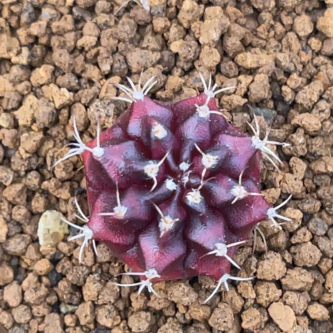 当前无花朵，栽培后可花朵波斯