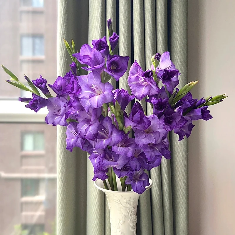 福利到手20颗【紫芋】唐菖蒲剑兰种球荷兰进口花卉室内1