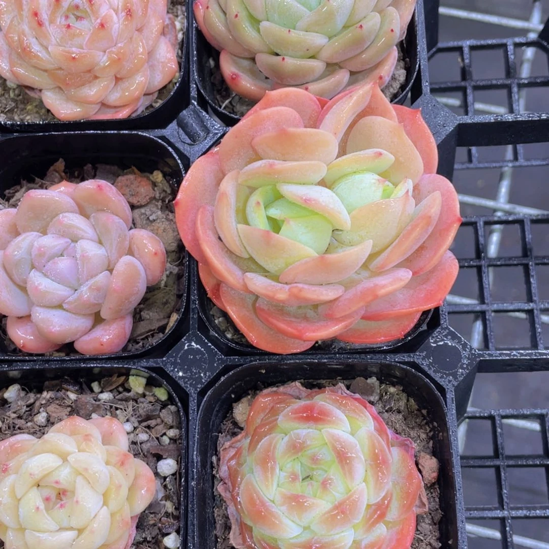 178号 精品美肉三个