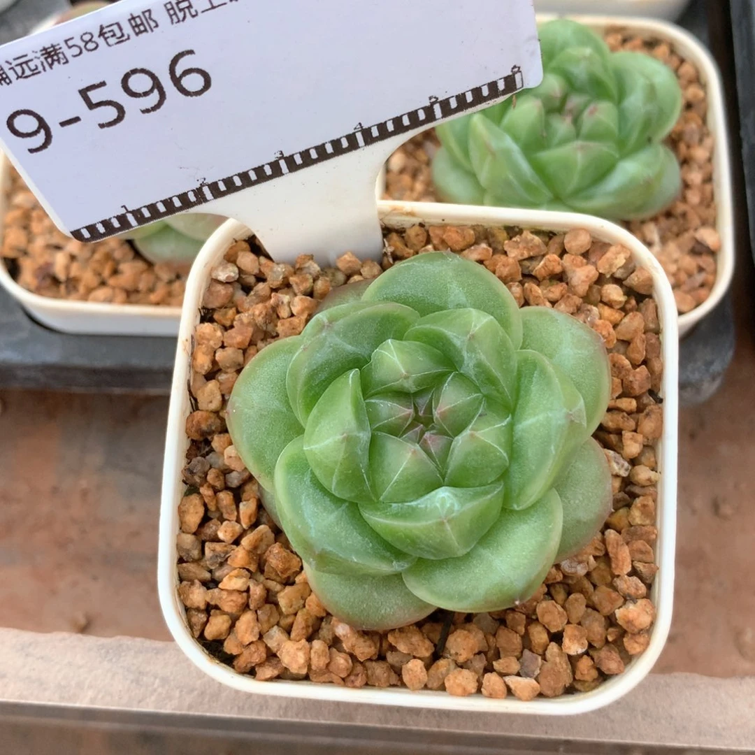 松绿珍妮优选58包邮