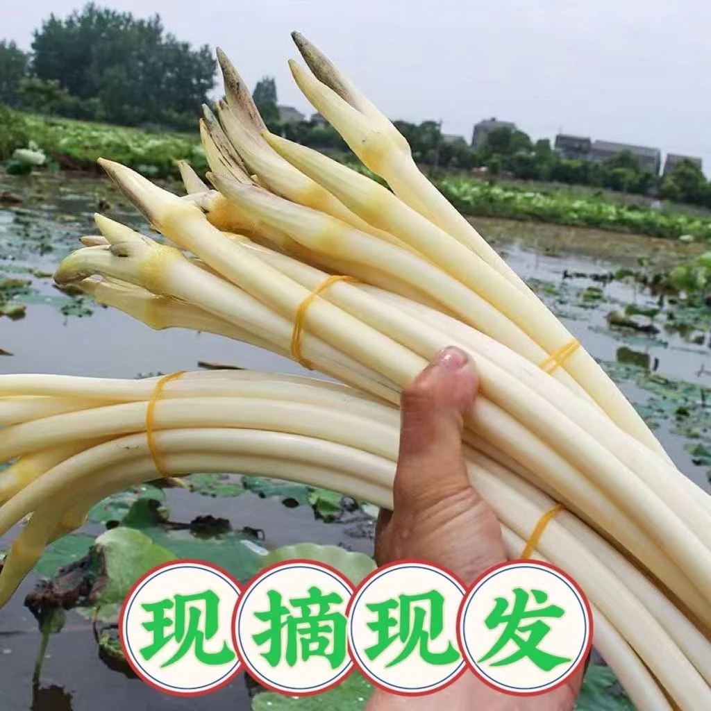 湖北嘉鱼原产地当天采摘新鲜脆爽藕带清炒美味藕肠