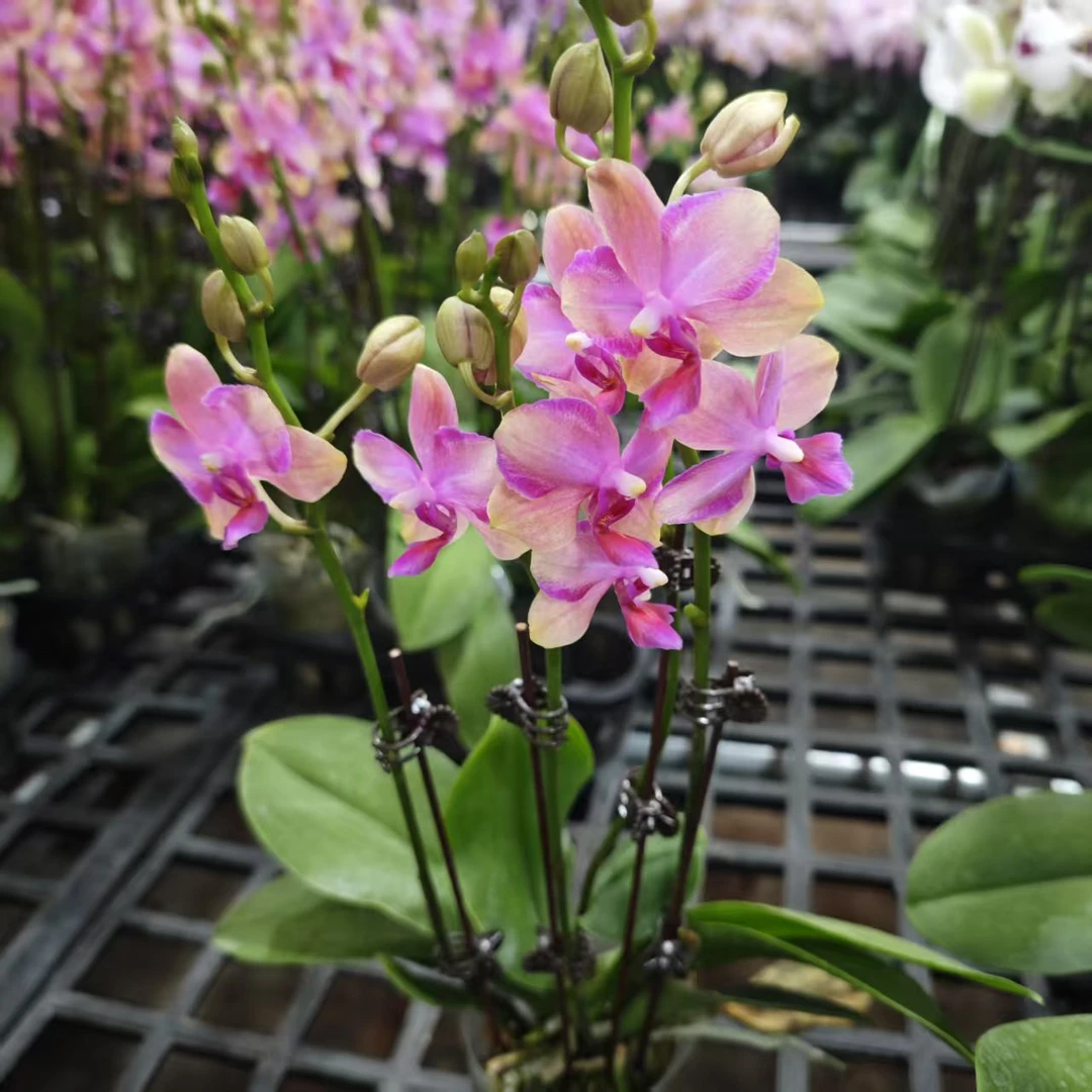 蝴蝶兰【紫精灵】昆明直发