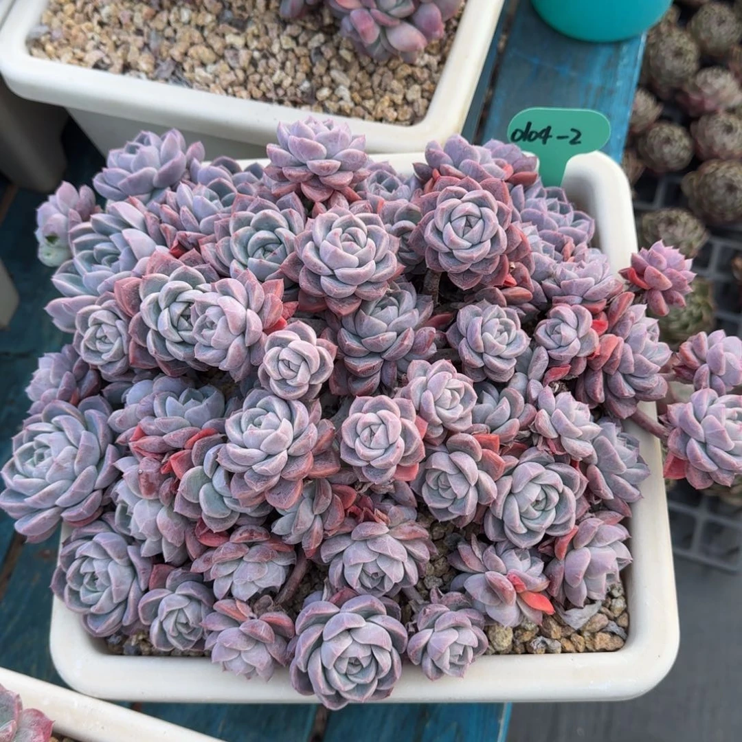 从前慢多肉精选编号0104.2