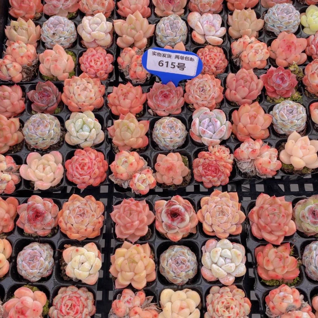 615号开播福利精品小可爱美肉九个