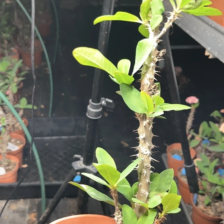 虎刺梅带根-桃夭87号