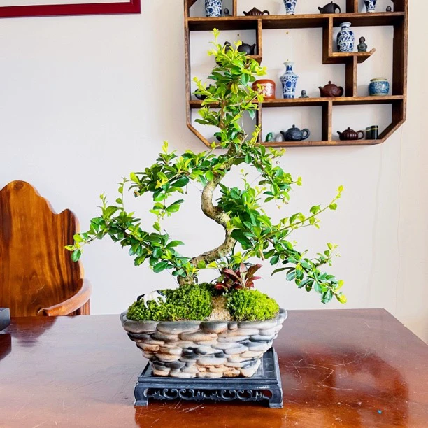 【鹅卵石】福建茶造型盆景茶桌办公室桌上植物室内茶树高端摆件