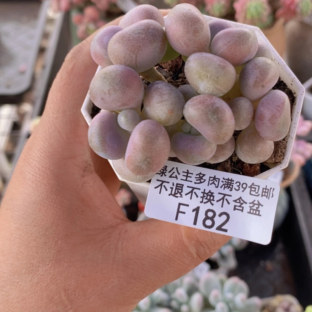 腰子桃蛋6cmq182多肉植物