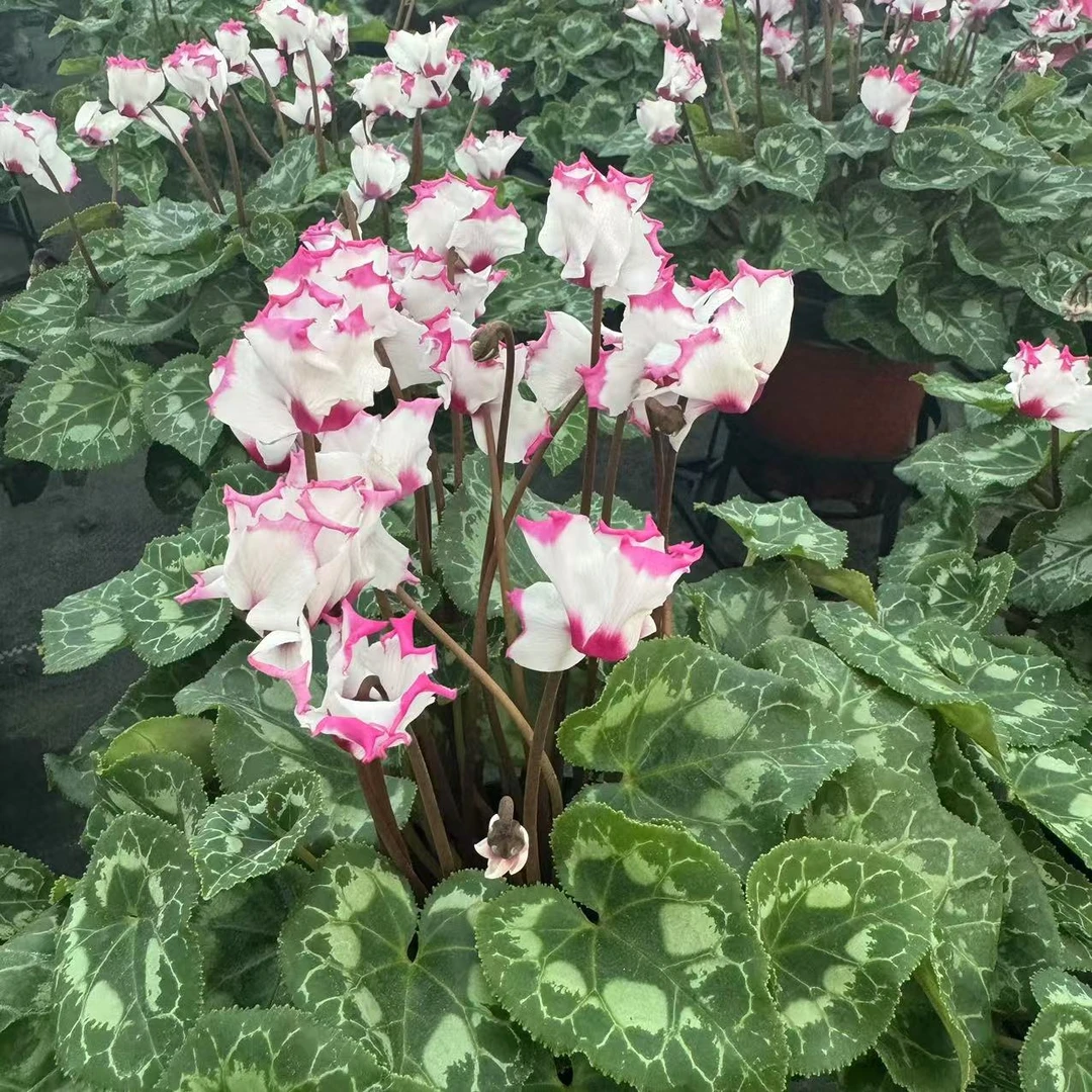 【芳纯】清香型仙客来140盆径 小花型
