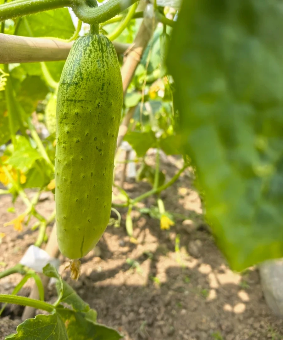 新鲜旱黄瓜现摘现发清香可口适合生吃清甜脆