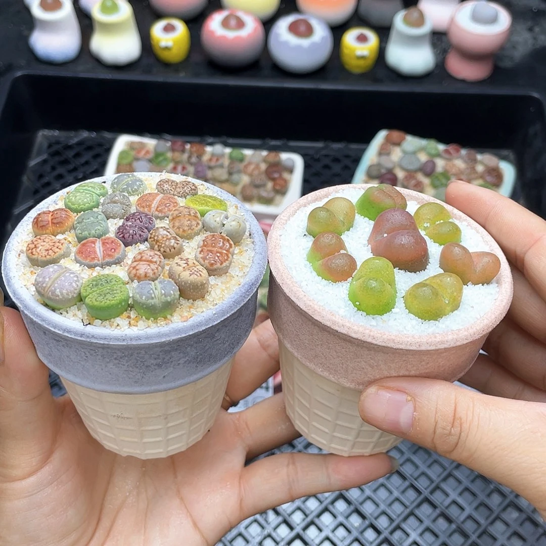 w9747 带盆土发货一物一拍