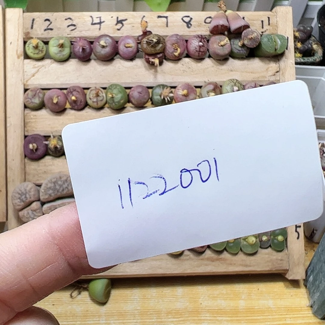 无花朵叁**呀1122001拿铁多肉植物馆毛杂