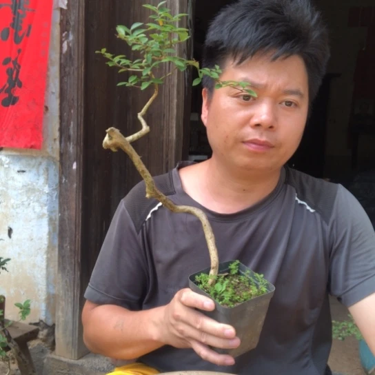 无花朵盆景素材盆栽