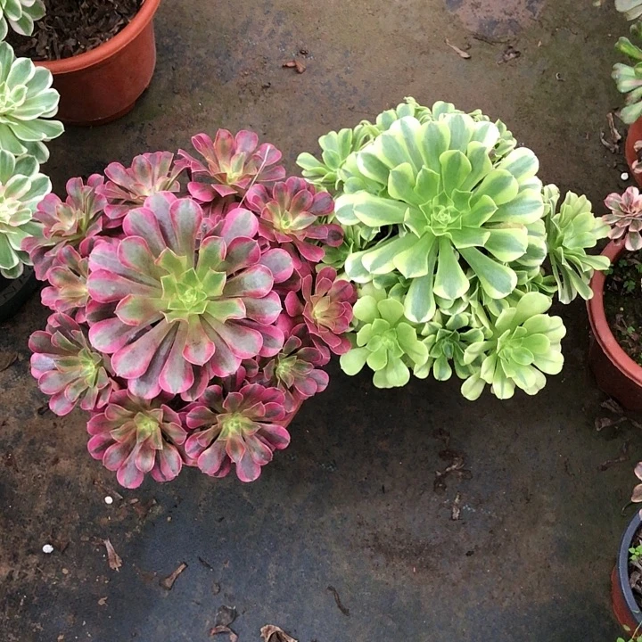 闻***人俩棵多肉0000000000000