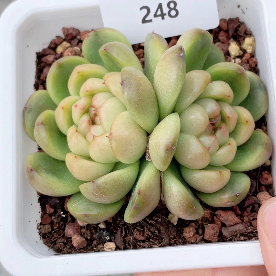 248号糖心冰心珍妮