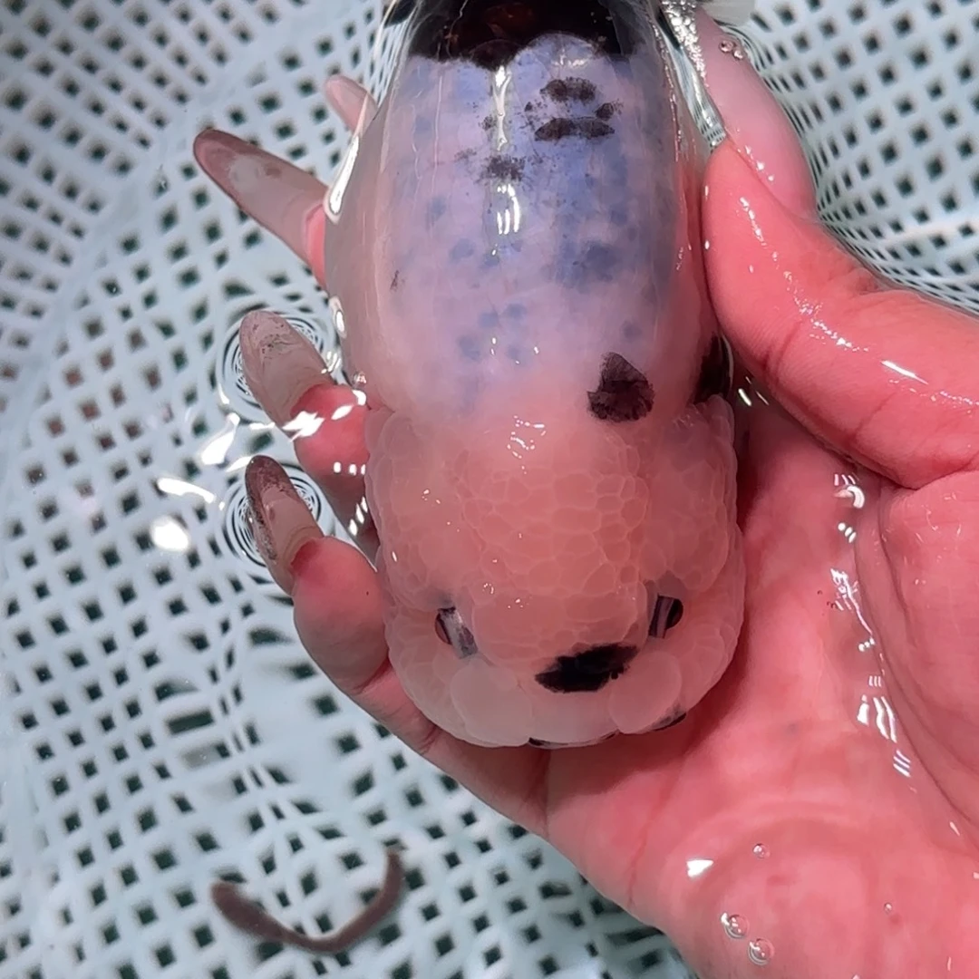 এ***࿐金鱼拍包装包邮，不拍包装运费到付