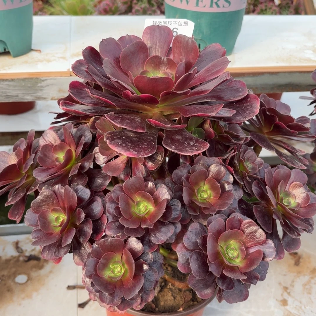 516爱神多肉植物法师多肉