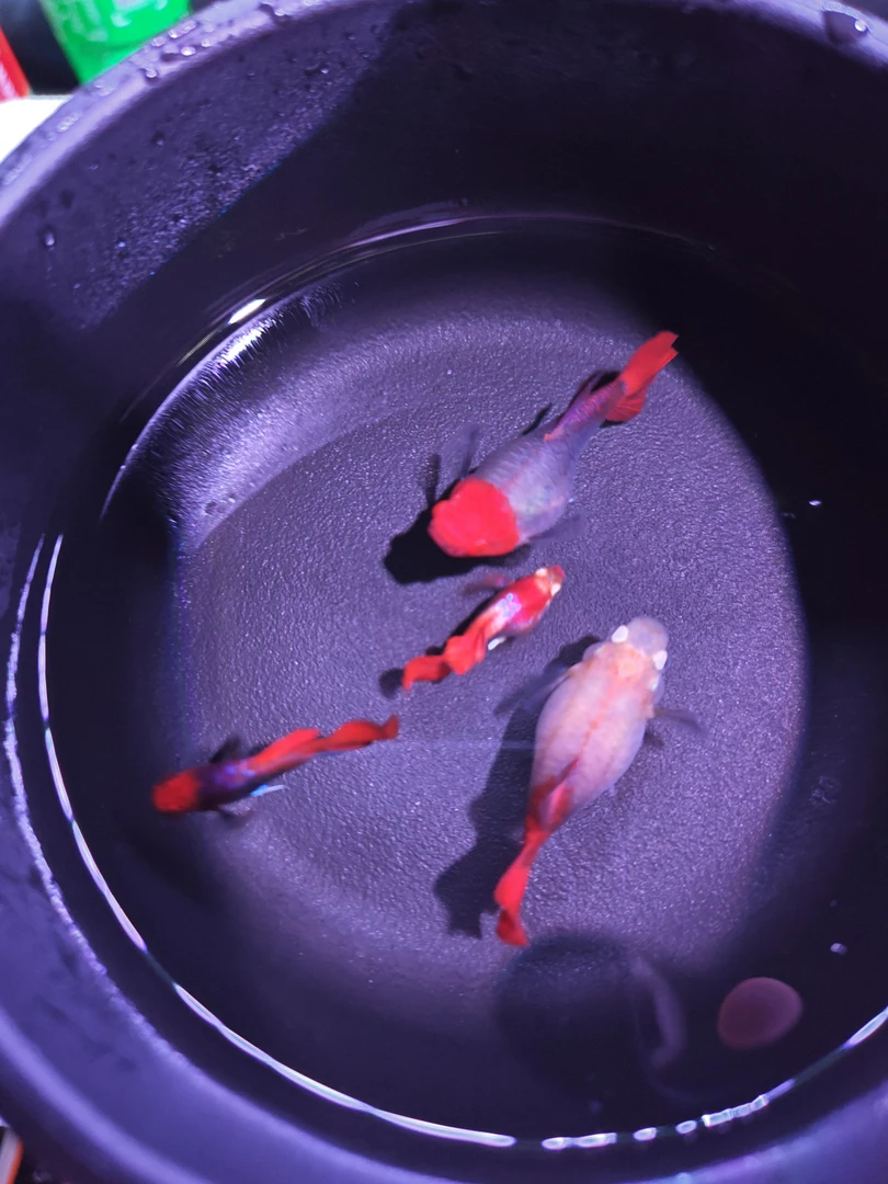 黄爆球种鱼自家渔场繁殖精品小型胎生热带观赏鱼水温22-28度