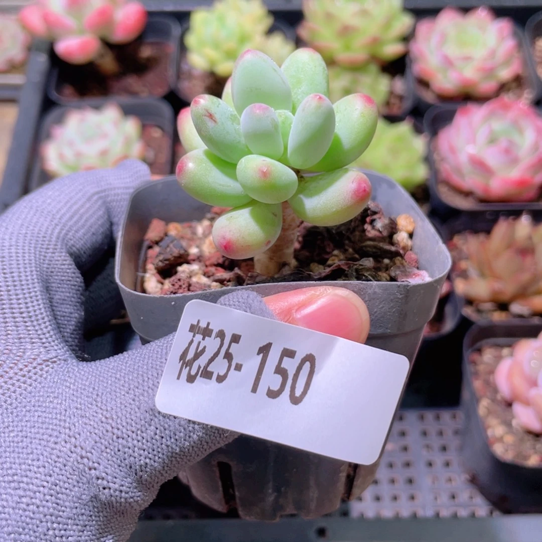花利美25-150苹果奶