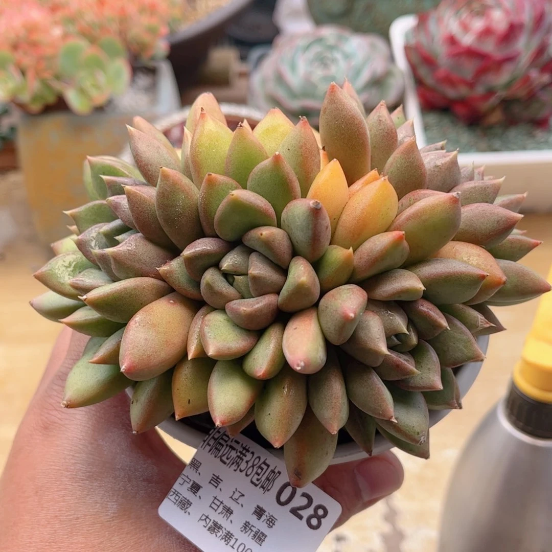 028红象牙德华多肉