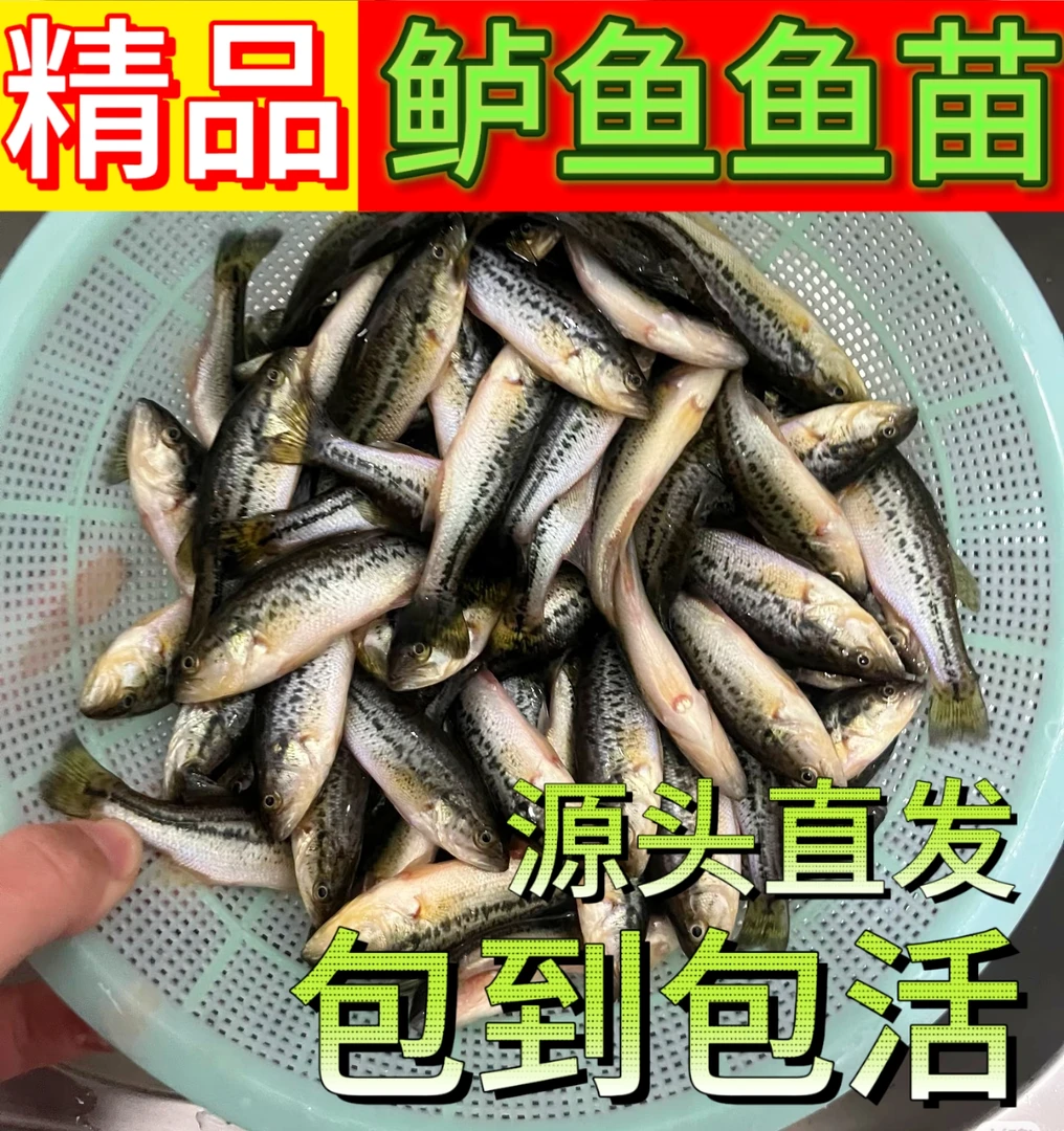 精品优质鲈鱼鱼苗批发价淡水宠物鱼养殖大口黑鲈鱼活体包活到家