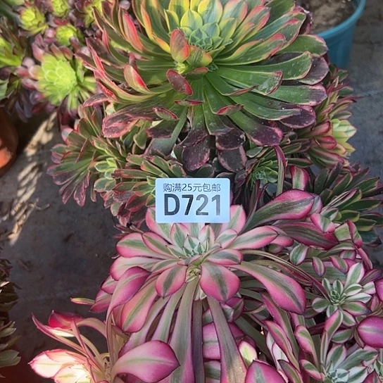 星*多肉植物两个