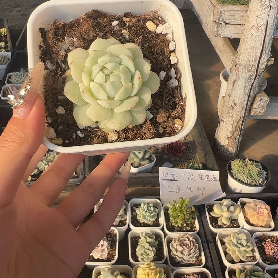 静夜锦多肉植物一物一拍