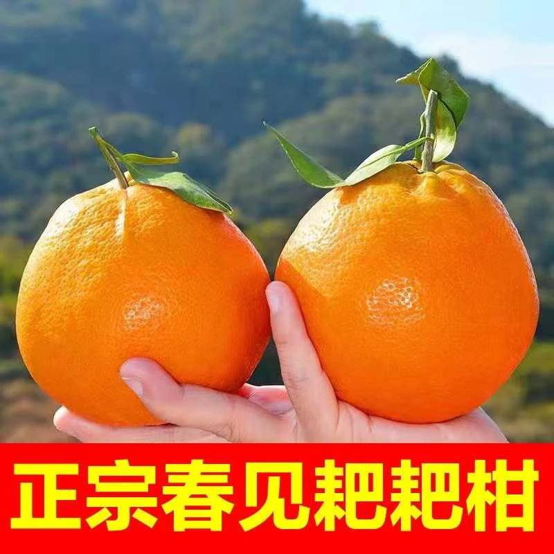 【蒲江县正宗春见耙耙柑】坏果包赔现摘爆汁水果果园直发