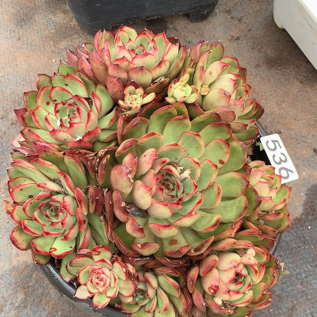 536保利一物一拍多肉