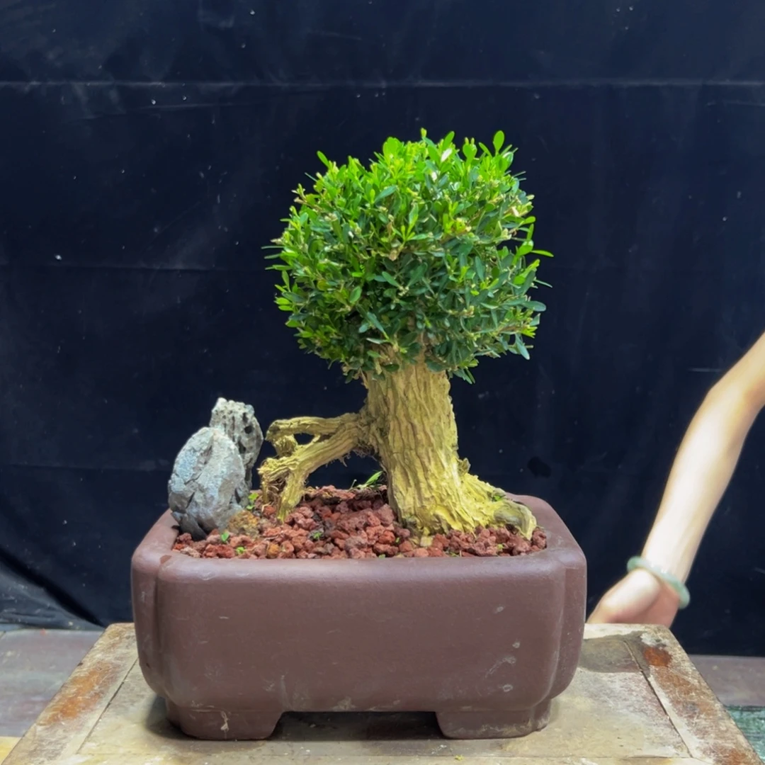 无花朵广东黄杨四季常青