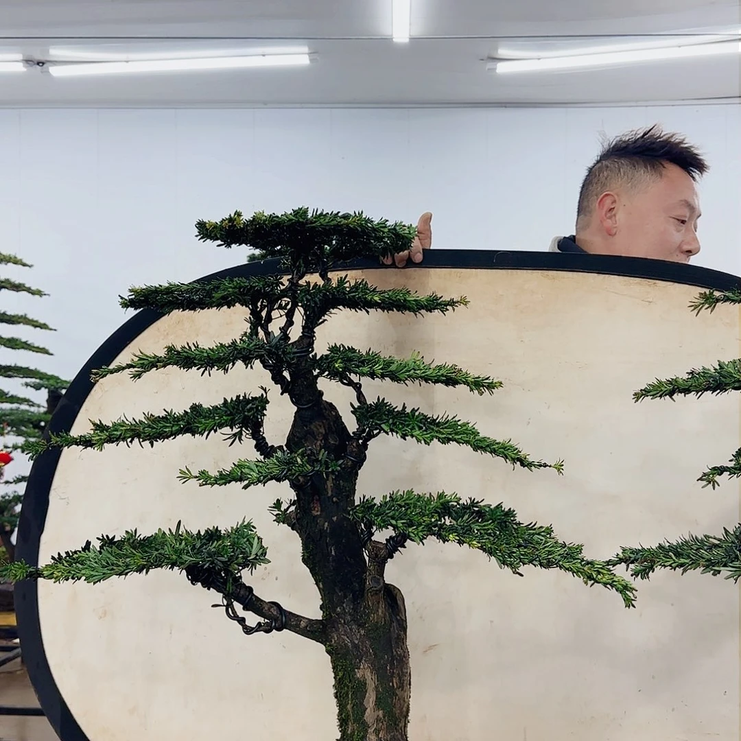 豆*盆景制作过程非常