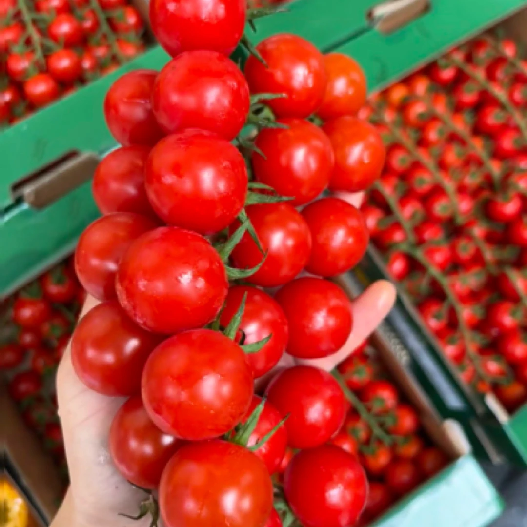 【V嘉精选】串串小番茄一盒1.2斤左右番茄同城配串枝番茄海南省海南省三亚市