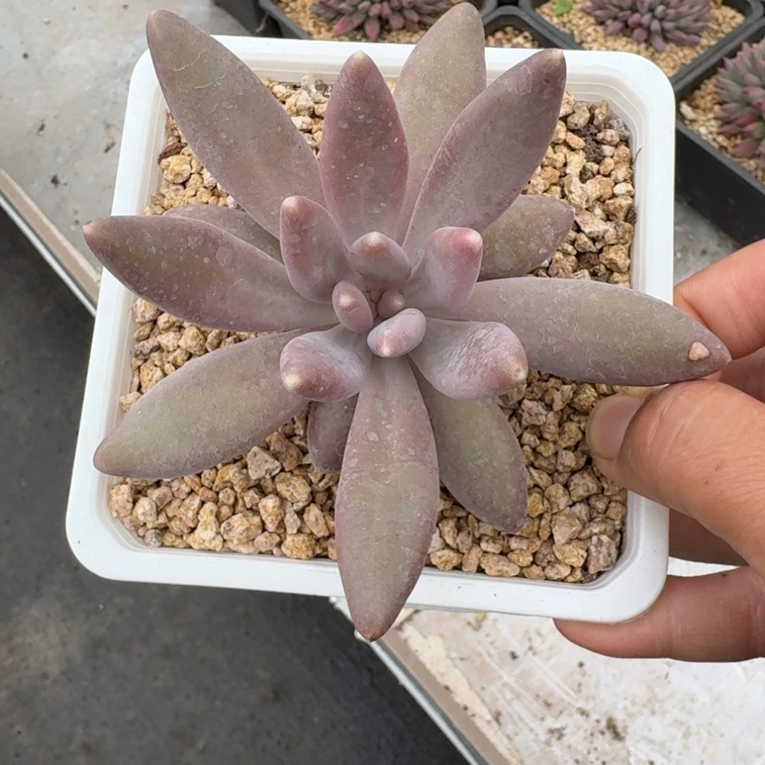 粒子星球 单头 一物一拍