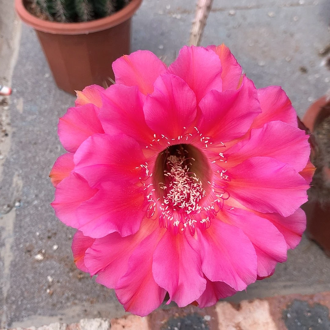 3319实生彩草15公分杯