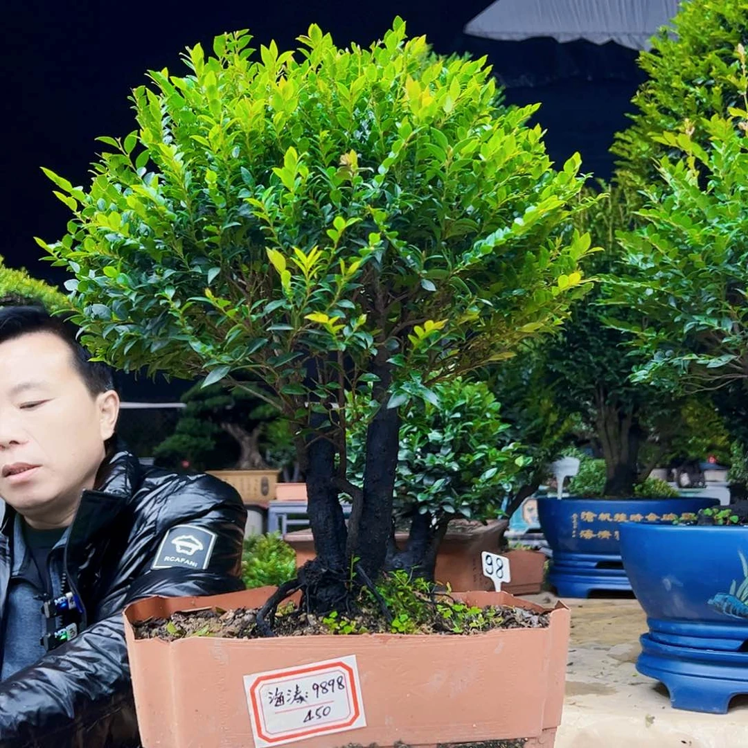 以实际为准海*12234567788