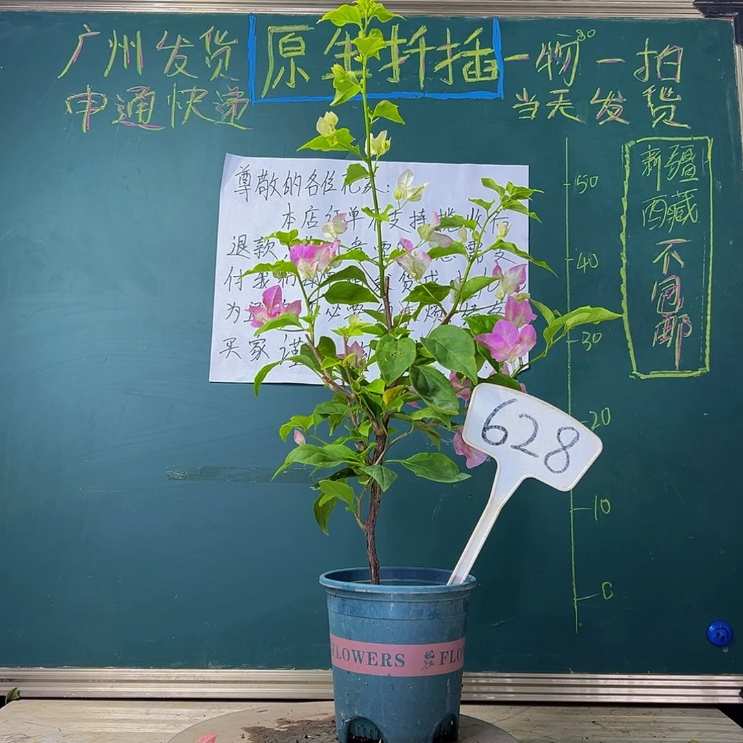 当前无花栽培后可以开花  口红  628
