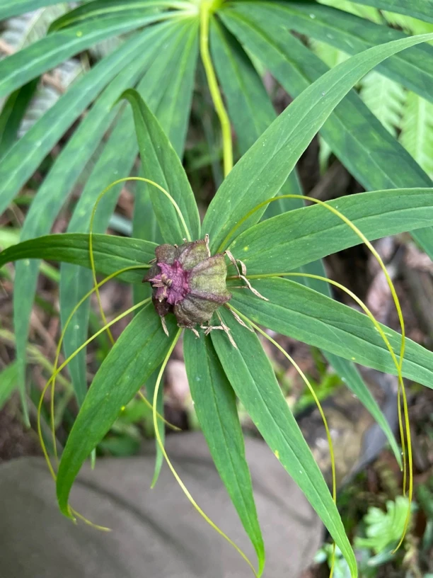 重娄又名七叶一支花