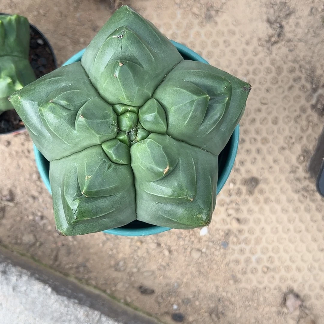 樱***子实生龟甲鸾凤玉一物一拍