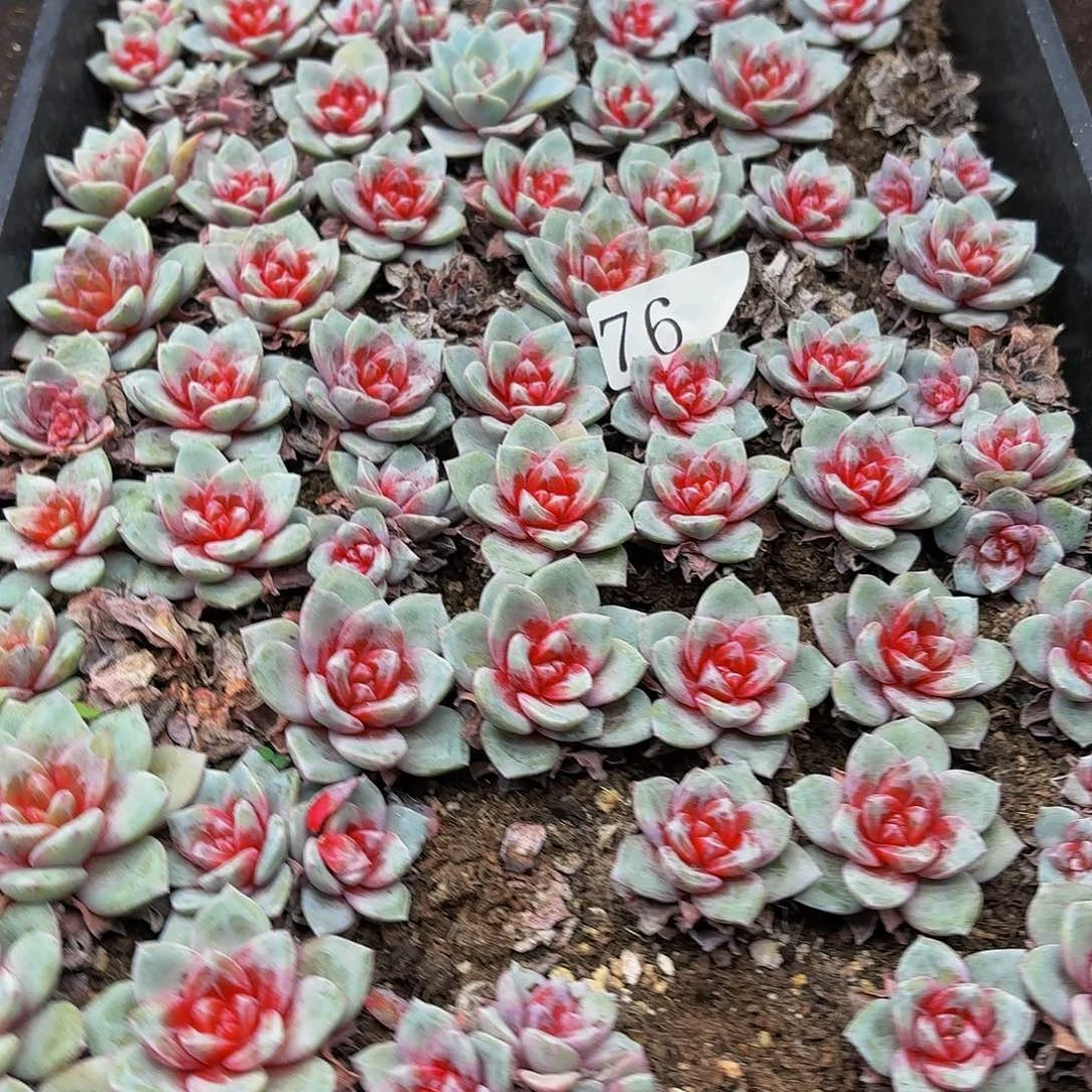 多肉植物多肉植物76