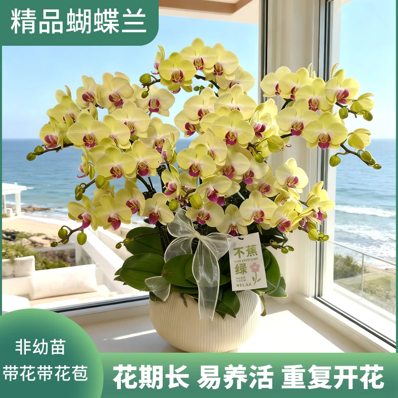 《金碧辉煌》绿黄色系 蝴蝶兰 鲜花绿植 送礼 礼品 室内绿植