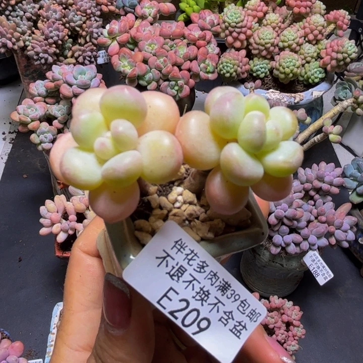 萤火虫209/5cm多肉