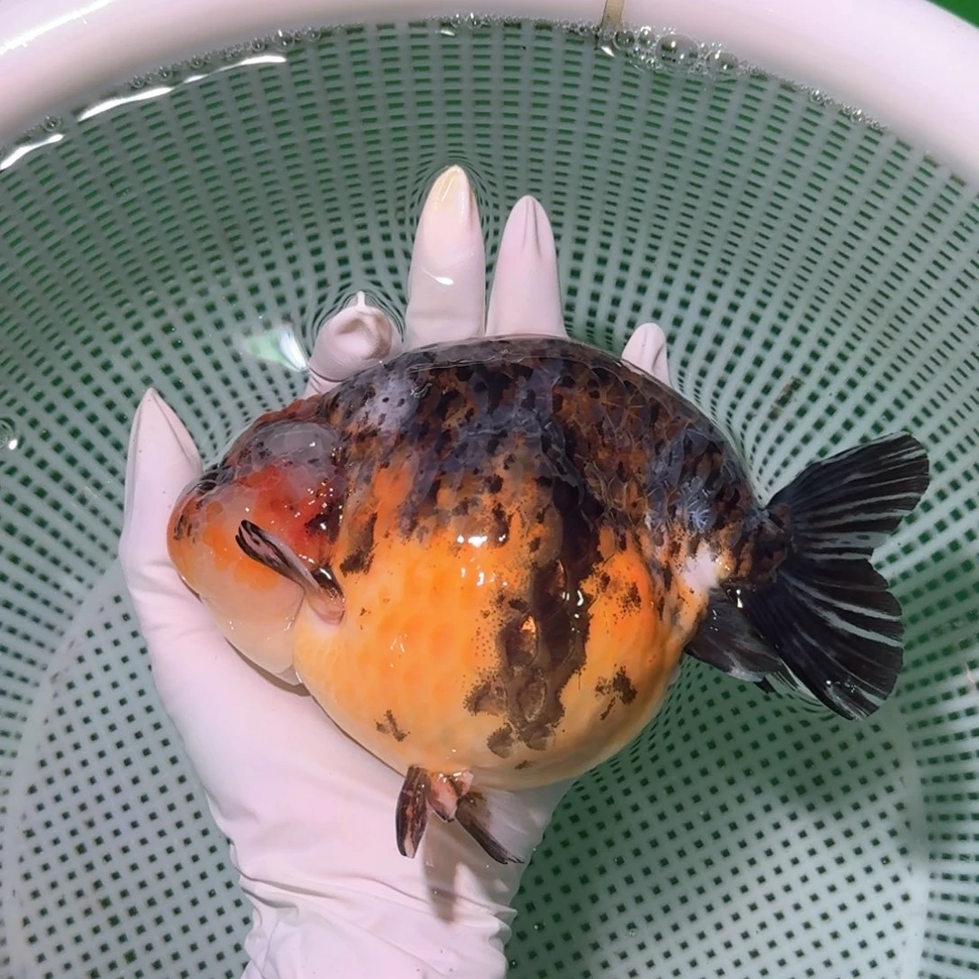 金鱼类不分公母16