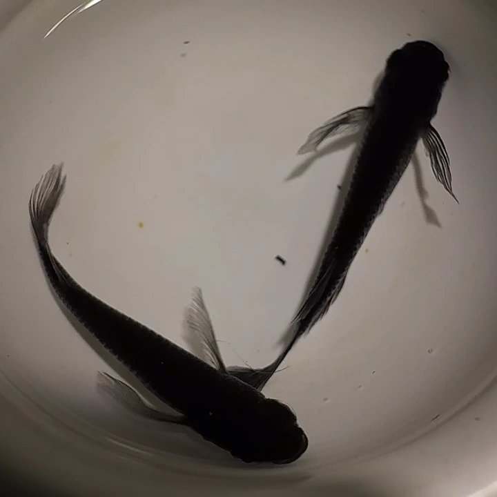 青鳉鱼一物一拍555