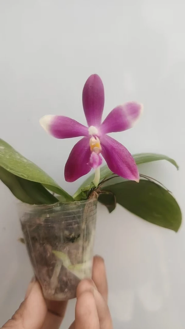 【蓝蜻蜓】1.7寸杯苗蝴蝶兰
