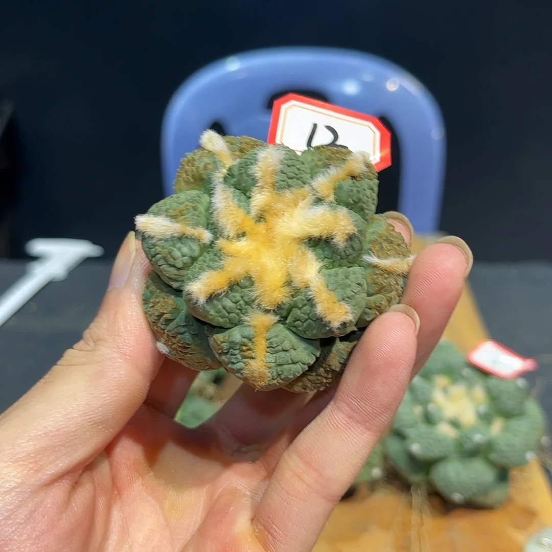 12号自根战损龟甲连山