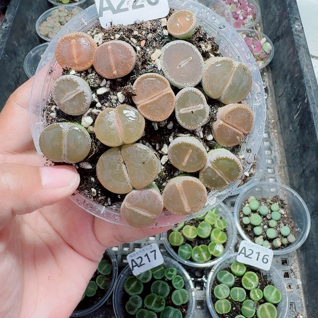 220多肉植物多肉植物