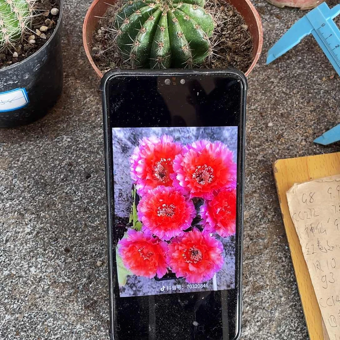 空**兰魅羽自根球6公分左右