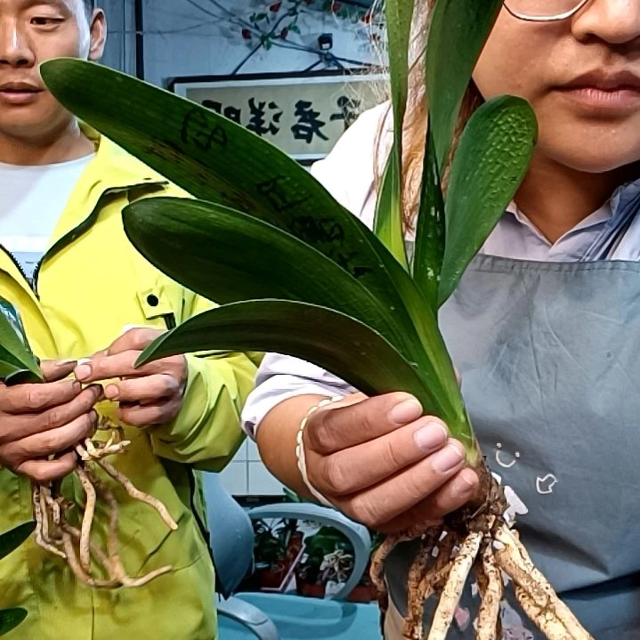 阿鲁特68坐王亚子