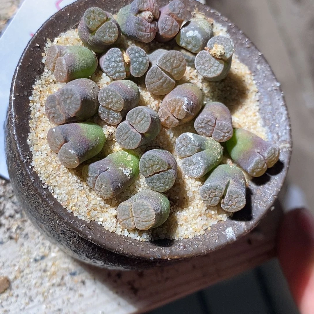 4318。    一组磁铁。