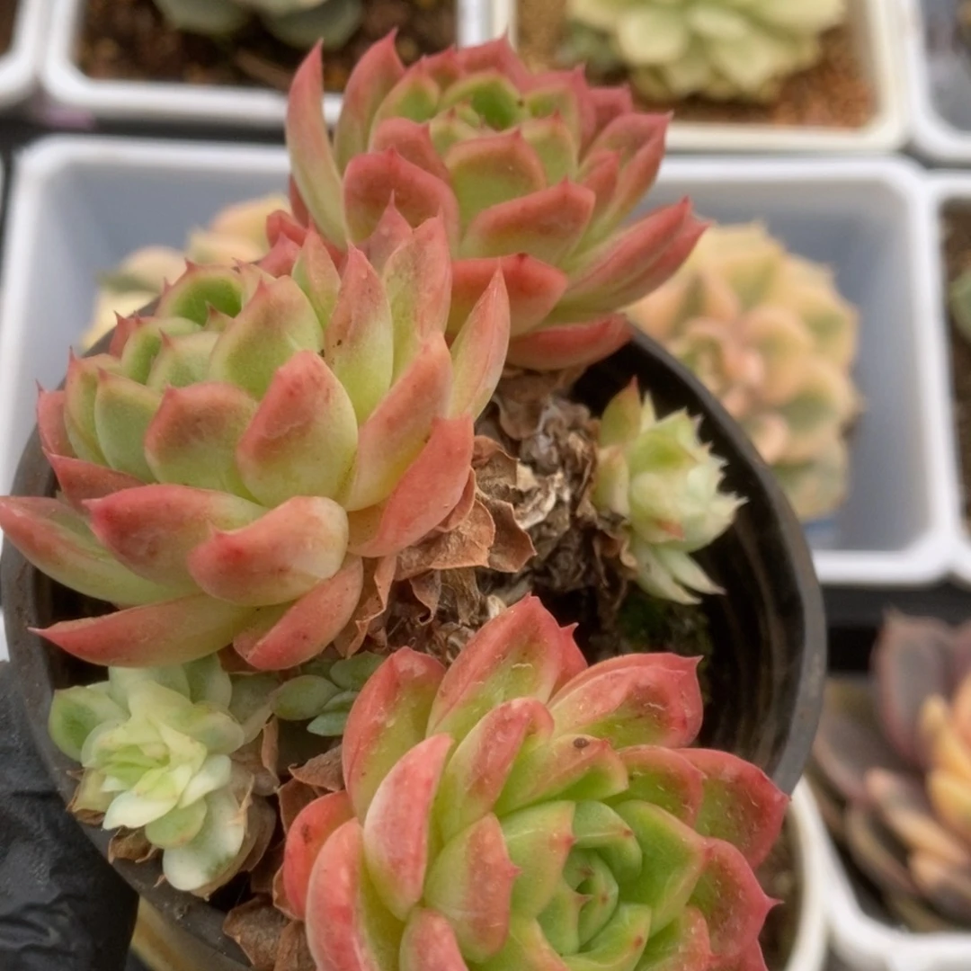 705蝴蝶仙子锦锦锦锦锦锦