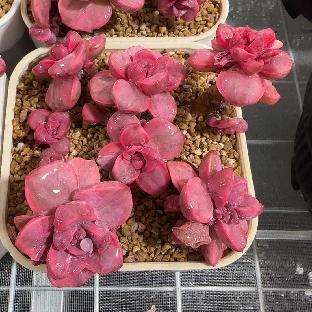 从前慢花园精选彩虹糖锦